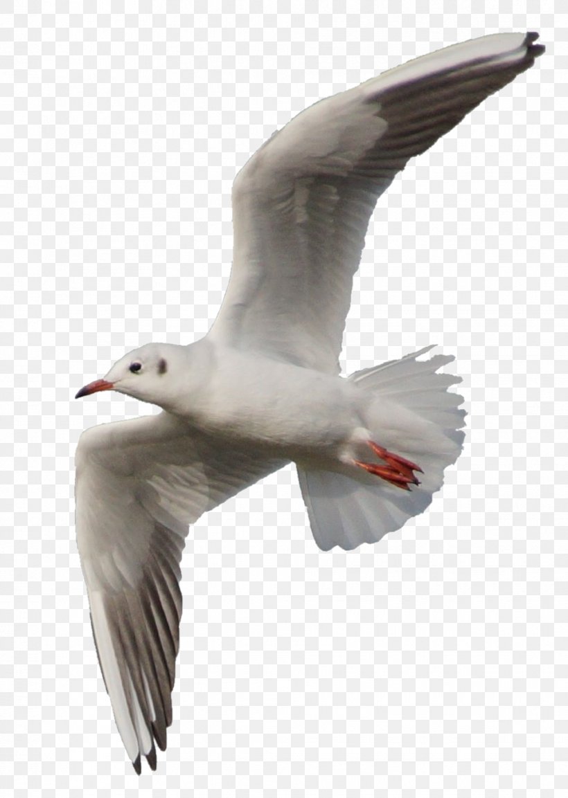 Bird Ivory Gulls Laridae, PNG, 964x1356px, Bird, Beak, Charadriiformes, Deviantart, European Herring Gull Download Free