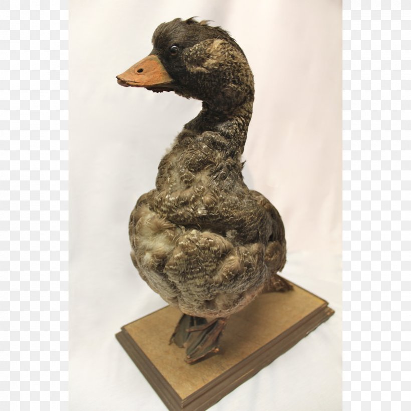 Duck Goose Water Bird Anatidae, PNG, 1200x1200px, Duck, Anatidae, Animal, Beak, Bird Download Free