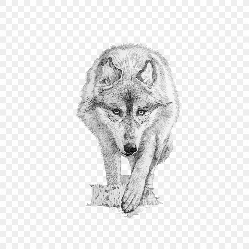 Gray Wolf Coyote Drawing, PNG, 2362x2362px, Gray Wolf, Animal, Black And White, Carnivoran, Coyote Download Free