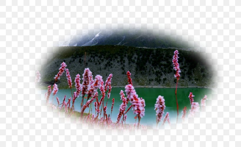 Lake Desktop Wallpaper Spring Mountains Flower Landscape, PNG, 800x500px, Lake, Desktop Environment, Flower, Grass, Hill Download Free