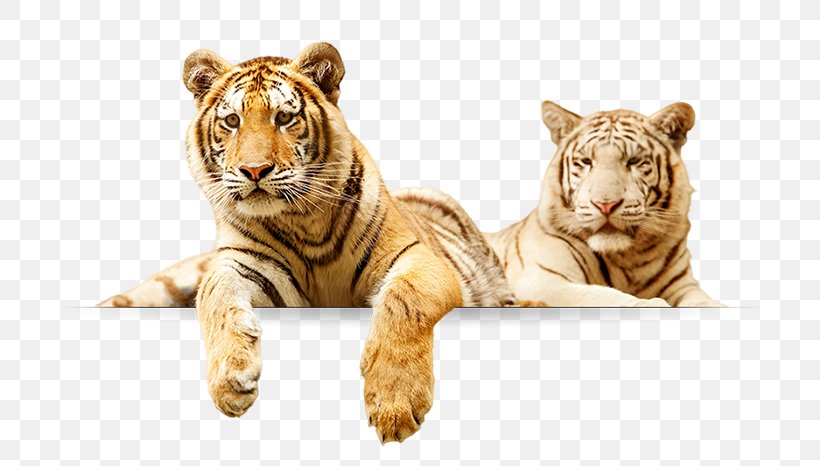 Tiger Lion Elmvale Jungle Zoo Animal Elmvale, Ontario, PNG, 700x466px, Tiger, Animal, Big Cats, Carnivoran, Cat Like Mammal Download Free