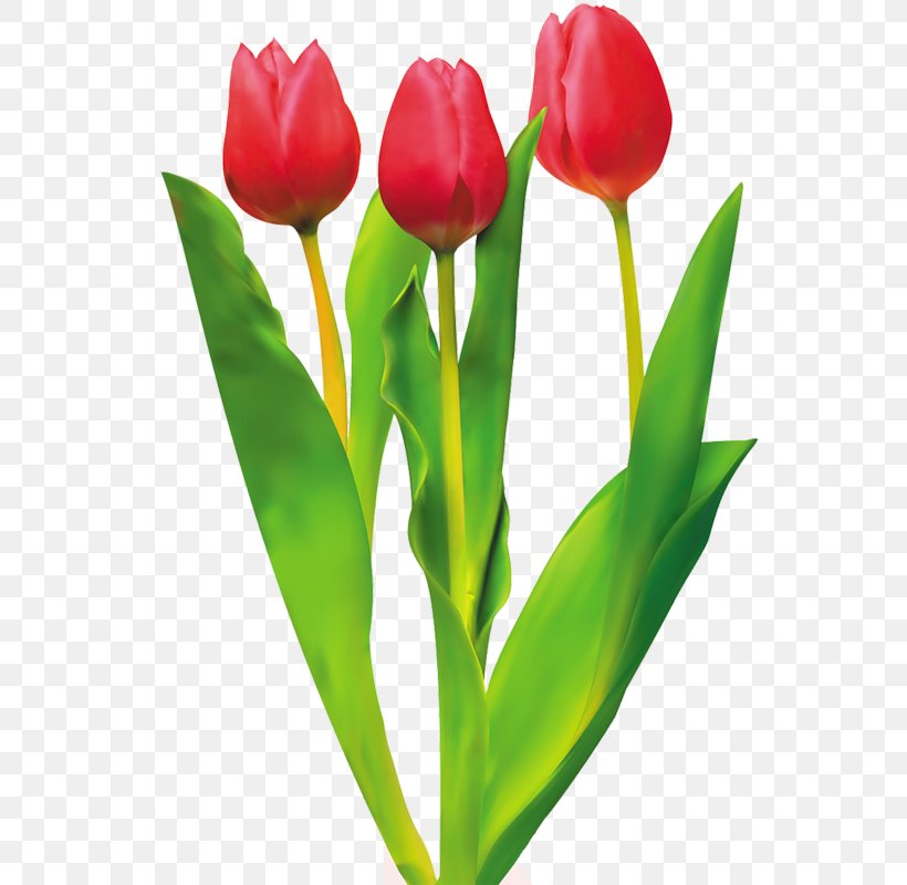 Tulip Cut Flowers Red, PNG, 552x800px, Tulip, Blume, Cut Flowers, Floristry, Flower Download Free