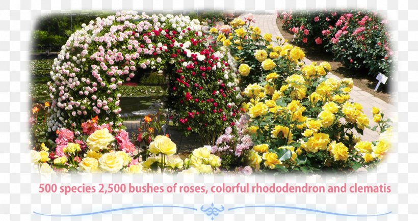 Ashikaga Flower Park Floral Design Rose Rhododendron, PNG, 1075x569px, Ashikaga Flower Park, Annual Plant, Ashikaga, Chinese Wisteria, Chrysanths Download Free