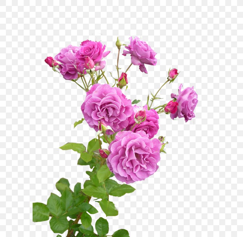 Garden Roses Cabbage Rose Pink Flower Lavender, PNG, 600x800px, Garden Roses, Annual Plant, Artificial Flower, Cabbage Rose, China Rose Download Free