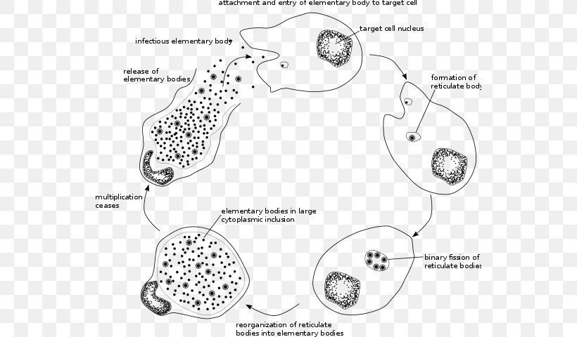 Chlamydophila Pneumoniae Chlamydiae Chlamydia Trachomatis Chlamydia Infection Chlamydia Psittaci, PNG, 548x480px, Chlamydophila Pneumoniae, Area, Auto Part, Bacteria, Biological Life Cycle Download Free