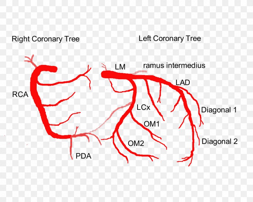 Coronary Arteries Left Coronary Artery Heart Anatomy, PNG ...