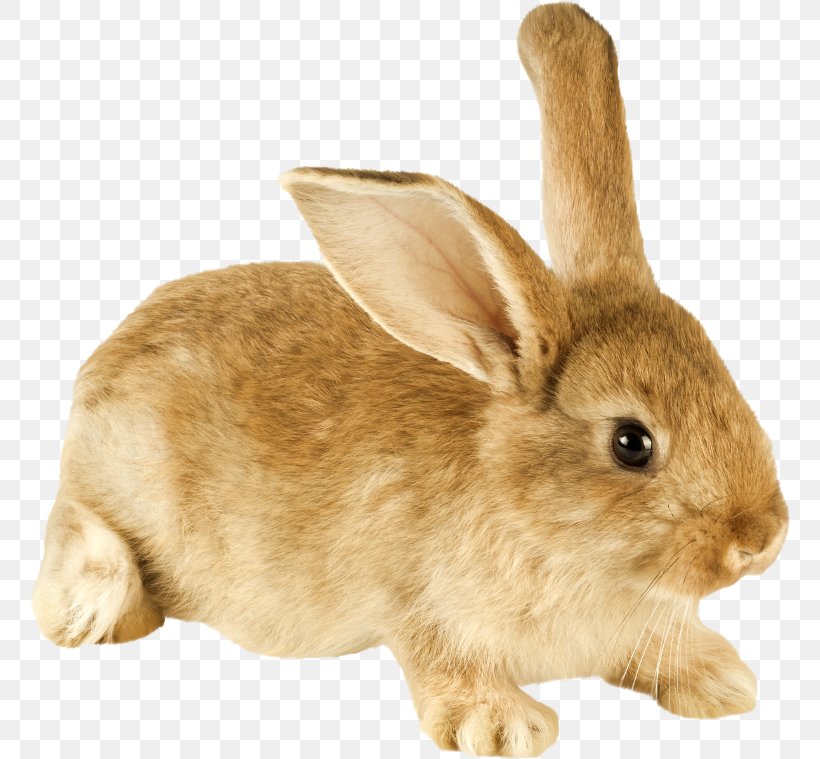 Domestic Rabbit Netherland Dwarf Rabbit Leporids Raising Rabbits Indoors: The Complete House Rabbit Care Guide, PNG, 760x759px, Domestic Rabbit, Animal, Dwarf Rabbit, European Rabbit, Fur Download Free