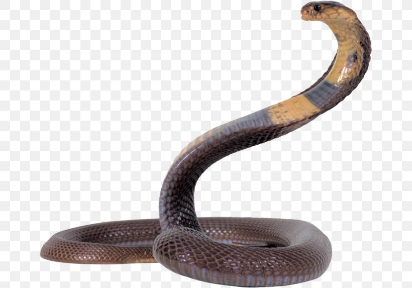 Snake Reptile Clip Art, PNG, 663x573px, Snake, Cobra, Elapidae, Image Resolution, Indian Cobra Download Free