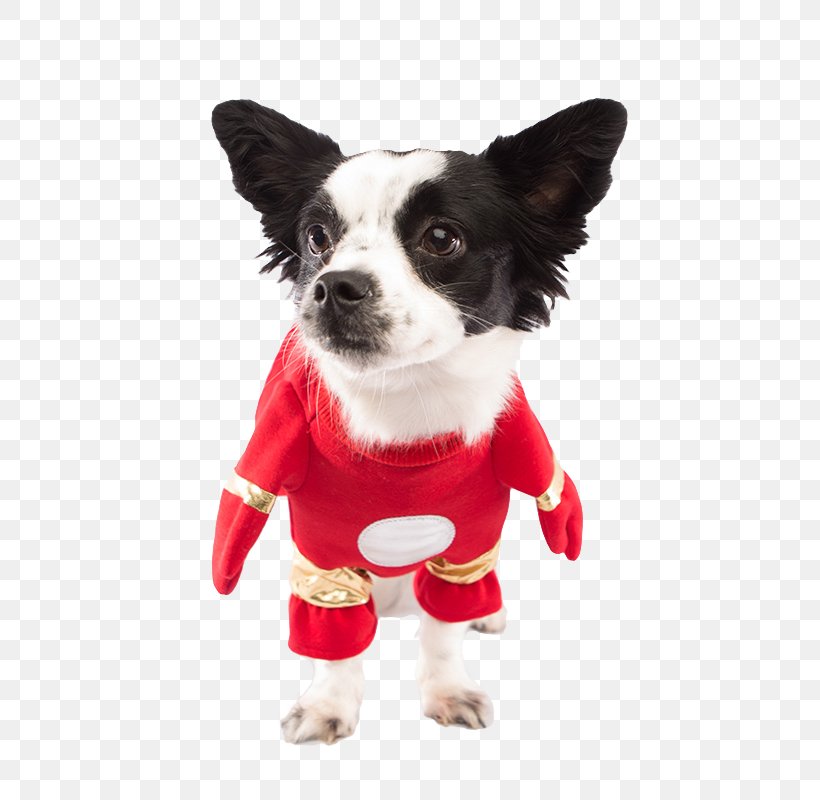 Dog Breed Chihuahua Puppy Costume Clothing, PNG, 800x800px, Dog Breed, Animal, Animal Rescue Group, Carnivoran, Chihuahua Download Free