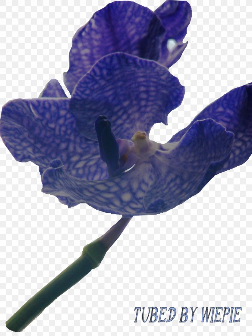 Flowering Plant, PNG, 900x1200px, Flowering Plant, Cobalt Blue, Flower, Petal, Plant Download Free