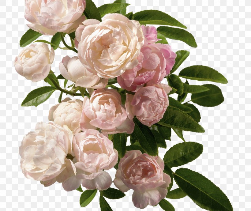 Garden Roses Cut Flowers Cabbage Rose Floral Design, PNG, 1104x928px, Garden Roses, Artificial Flower, Bouquet, Branch, Cabbage Rose Download Free