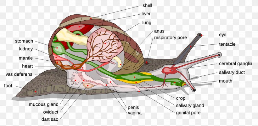 Land Snail Anatomy Gastropods Cornu Aspersum, PNG, 1600x788px, Watercolor, Cartoon, Flower, Frame, Heart Download Free