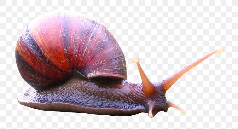 Snail Icon, PNG, 785x445px, Gastropods, Animal, Gastropod Shell, Invertebrate, Molluscs Download Free