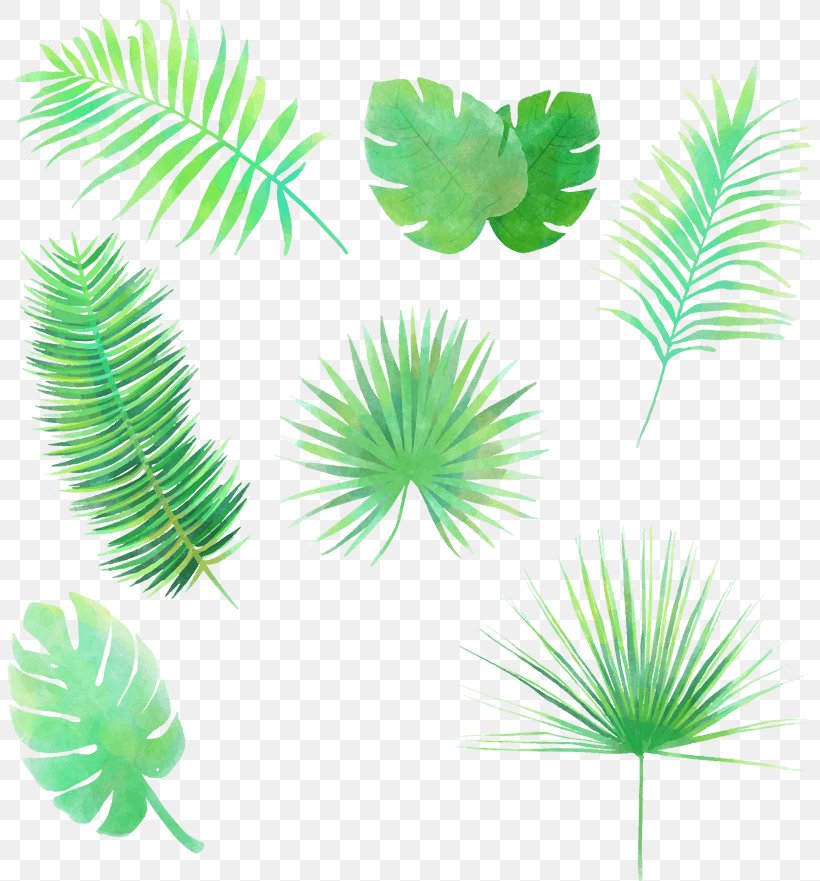 Vector Graphics Image Clip Art Leaf Stock.xchng, PNG, 803x881px, Leaf, Aquarium Decor, Arecales, Branch, Cartoon Download Free