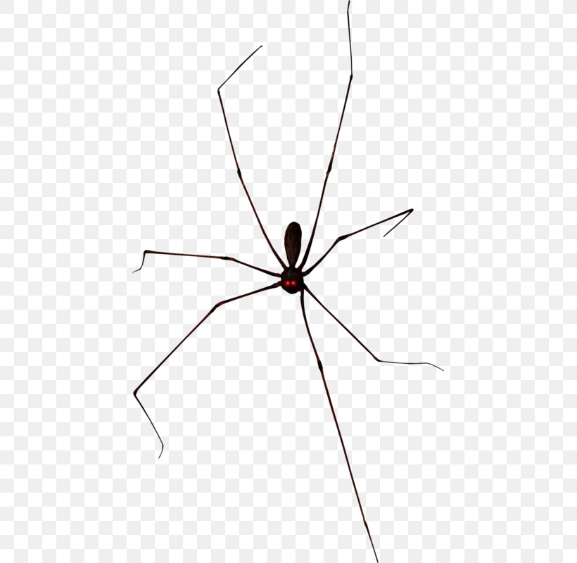 Widow Spiders Halloween, PNG, 443x800px, Widow Spiders, Arachnid, Arthropod, Black, Halloween Download Free