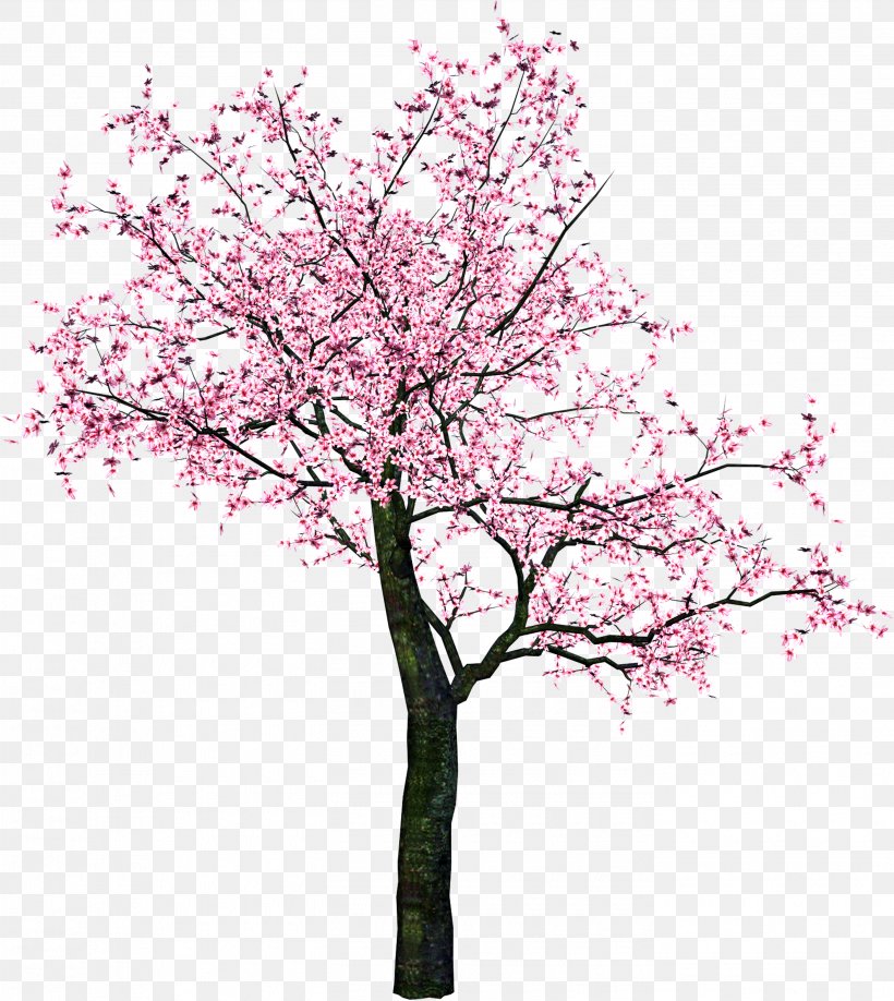 Cherry Blossom Clip Art Tree, PNG, 2805x3141px, Cherry Blossom, Blossom, Branch, Drawing, Flower Download Free