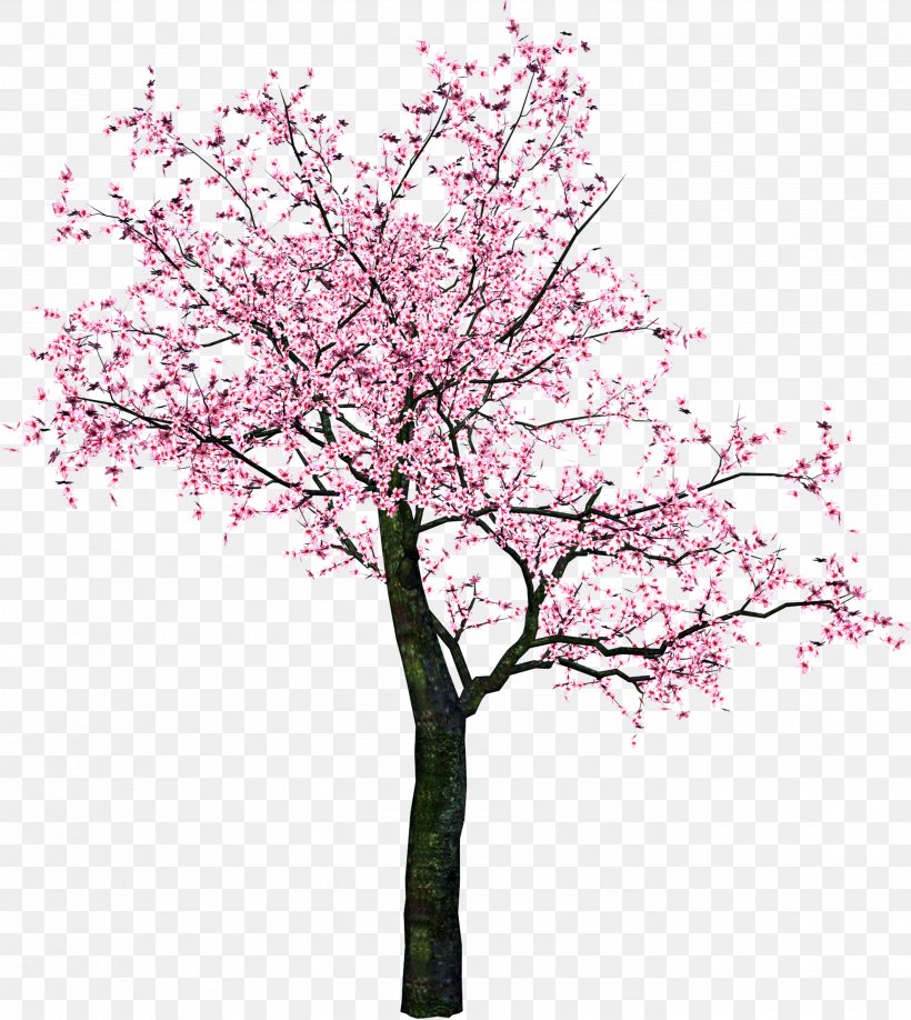 Cherry Blossom Clip Art Tree, PNG, 2805x3141px, Cherry Blossom, Blossom ...