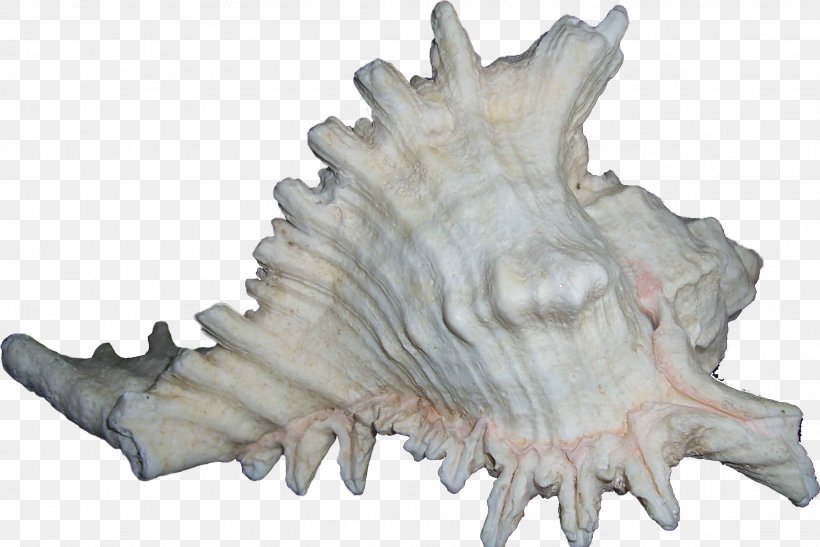 Seashell Bivalvia Clip Art, PNG, 2272x1516px, Seashell, Bivalvia, Conch, Image Viewer, Jaw Download Free