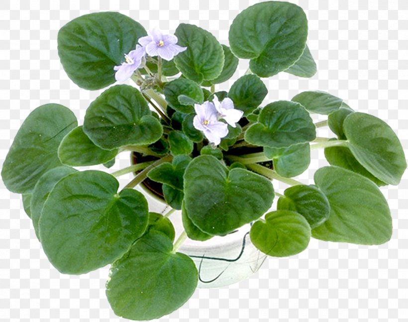 Violet Flowerpot Cachepot Bonsai Penjing, PNG, 1200x948px, Violet, Artikel, Bonsai, Cachepot, Flowerpot Download Free