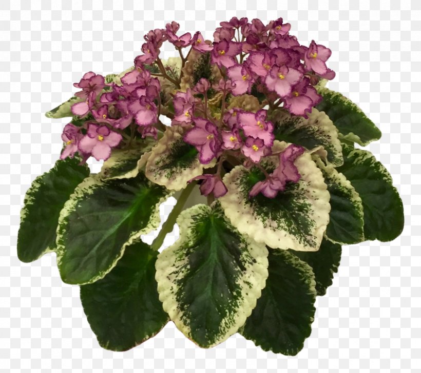 African Violet Society Of America African Violets Hydrangea Annual Plant, PNG, 844x750px, African Violet Society Of America, African Violets, Alps, Annual Plant, Cranberry Download Free
