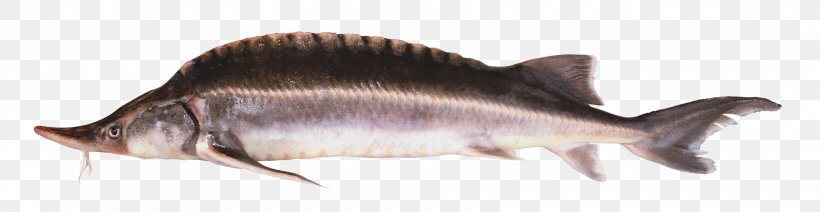 Fish Fugu Chinese Sturgeon, PNG, 3500x909px, Fish, Animal, Animal Figure, Chinese Sturgeon, Fauna Download Free