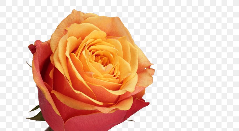 Garden Roses Cabbage Rose Petal Cut Flowers, PNG, 640x450px, Garden Roses, Cabbage Rose, Closeup, Cut Flowers, Flower Download Free