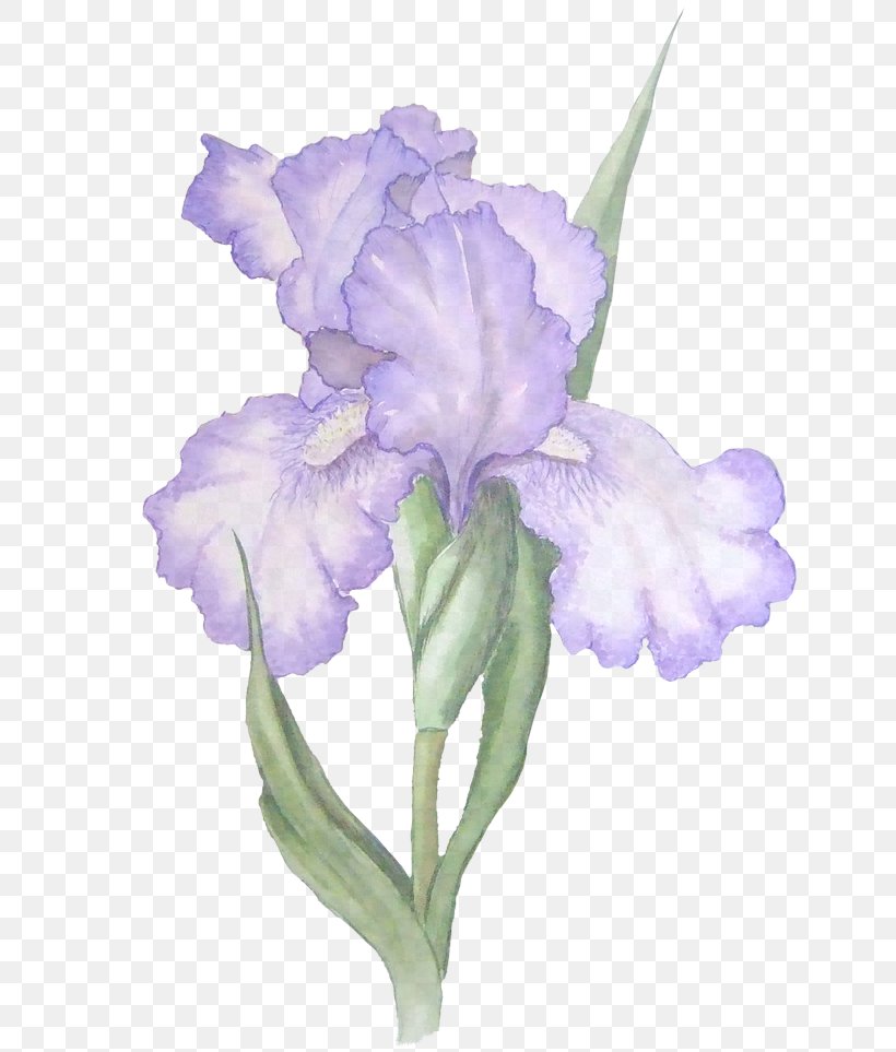 Lavender, PNG, 640x963px, Flower, Cut Flowers, Flowering Plant, Iris, Lavender Download Free