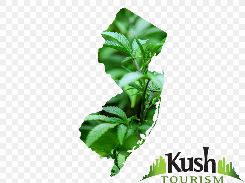 New Jersey Medical Cannabis Legality Of Cannabis High Times, PNG, 1500x1125px, New Jersey, Cannabis, Cannabis Cultivation, Dispensary, Herb Download Free