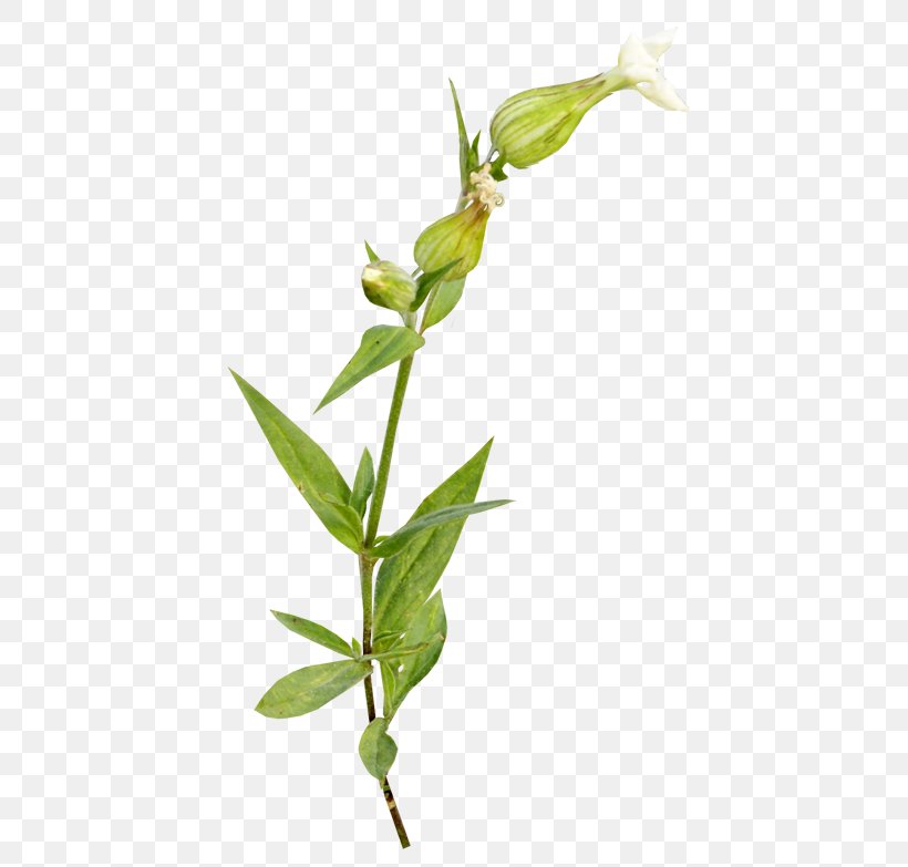 Plant Flower Clip Art, PNG, 500x783px, Plant, Branch, Bud, Email, Flora Download Free