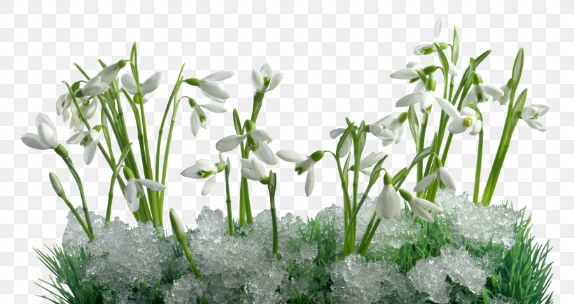 Snowdrop Desktop Wallpaper Первые подснежники Flower, PNG, 5799x3072px, Snowdrop, Blossom, Desktop Metaphor, Flower, Grass Download Free