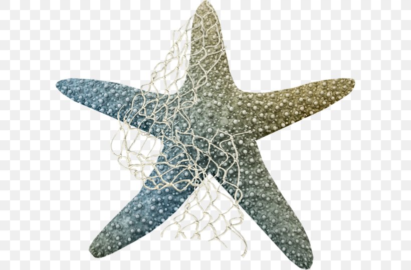 Starfish Clip Art Marine Life Echinoderm Sea Creatures, PNG, 600x539px, Starfish, Animal, Echinoderm, Invertebrate, Marine Invertebrates Download Free