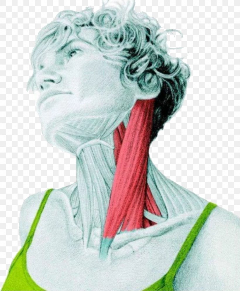 Sternocleidomastoid Muscle Stretching Human Body Neck, PNG, 846x1024px, Watercolor, Cartoon, Flower, Frame, Heart Download Free