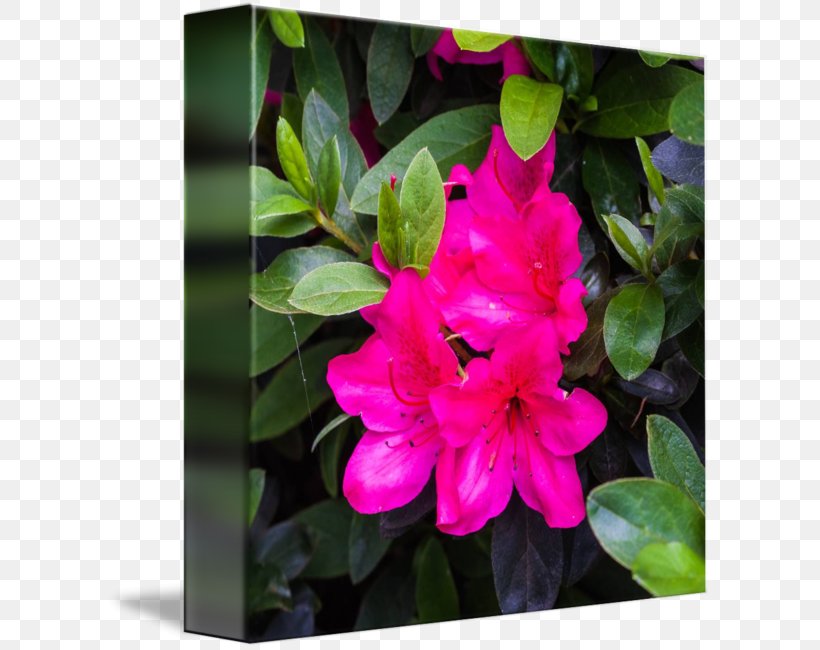 Azalea Four O'clocks Pink M Marvel-of-peru Annual Plant, PNG, 606x650px, Azalea, Annual Plant, Flora, Flower, Flowering Plant Download Free