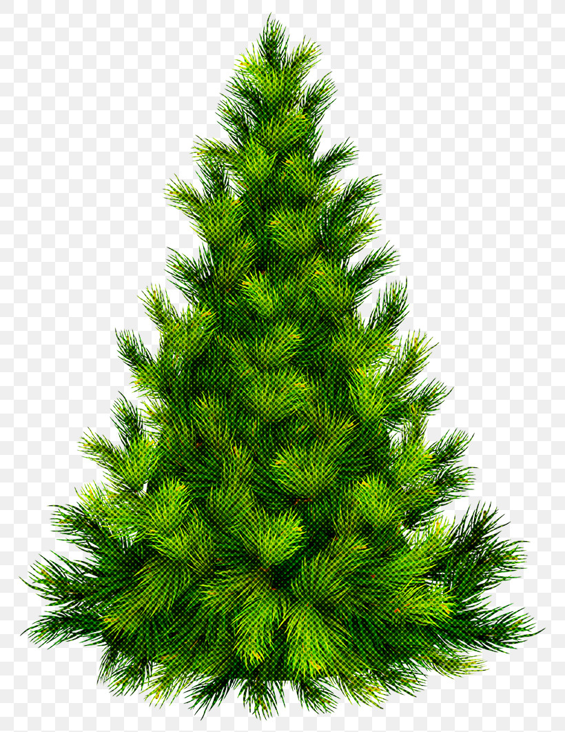 Christmas Tree, PNG, 800x1062px, Shortleaf Black Spruce, American Larch, Balsam Fir, Canadian Fir, Christmas Decoration Download Free