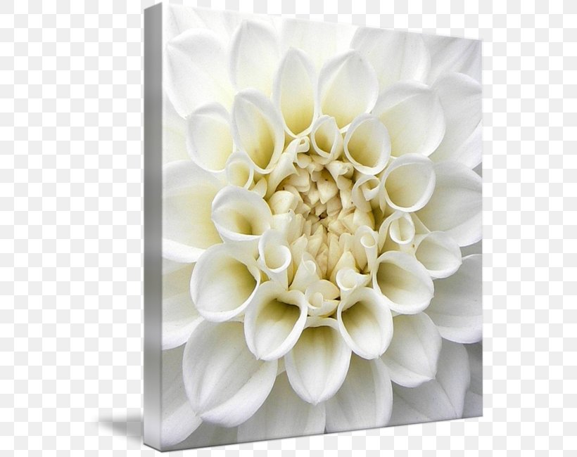 Floral Design Gallery Wrap Art Flower Canvas, PNG, 566x650px, Floral Design, Art, Canvas, Cut Flowers, Dahlia Download Free