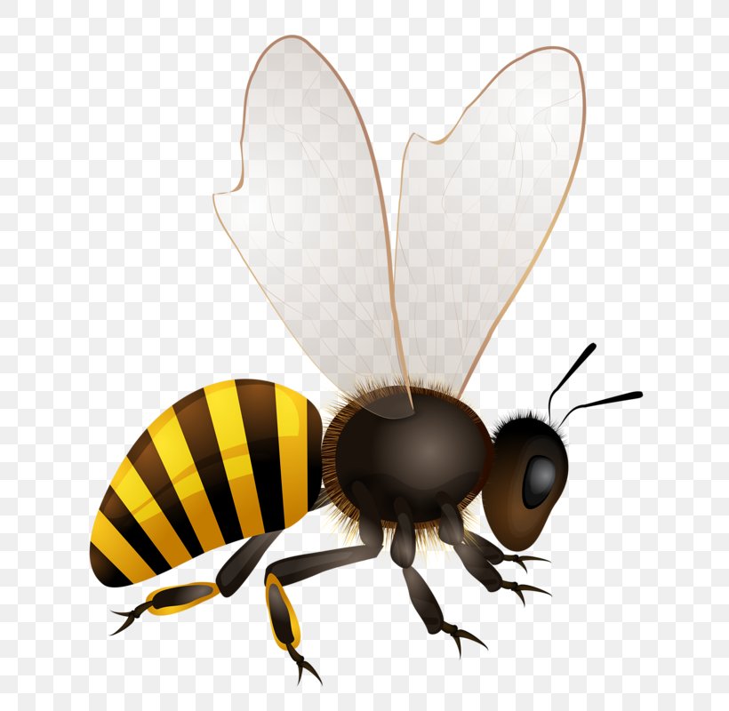 Honey Bee Hornet Illustration, PNG, 672x800px, Bee, Africanized Bee, Arthropod, Beehive, Bumblebee Download Free