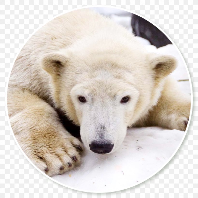 Polar Bear Snout Terrestrial Animal, PNG, 1024x1024px, Polar Bear, Animal, Bear, Carnivoran, Mammal Download Free