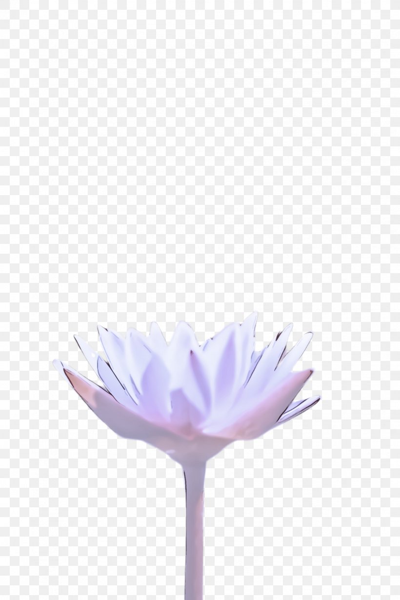 White Purple Flower Violet Petal, PNG, 1632x2448px, White, Flower, Flowering Plant, Lilac, Petal Download Free