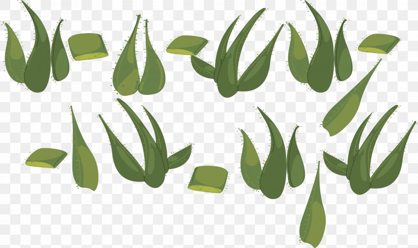 Aloe Vera Designer, PNG, 4774x2834px, Aloe Vera, Aloe, Designer, Grass, Grass Family Download Free