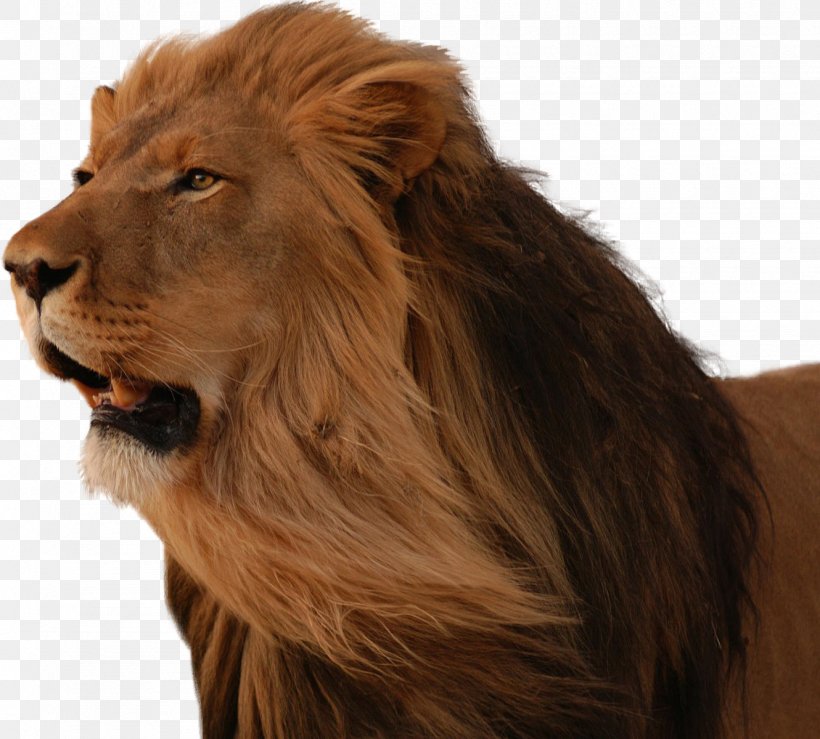 East African Lion Desktop Wallpaper Cat, PNG, 1330x1200px, East African Lion, African Lion, Asiatic Lion, Big Cat, Big Cats Download Free