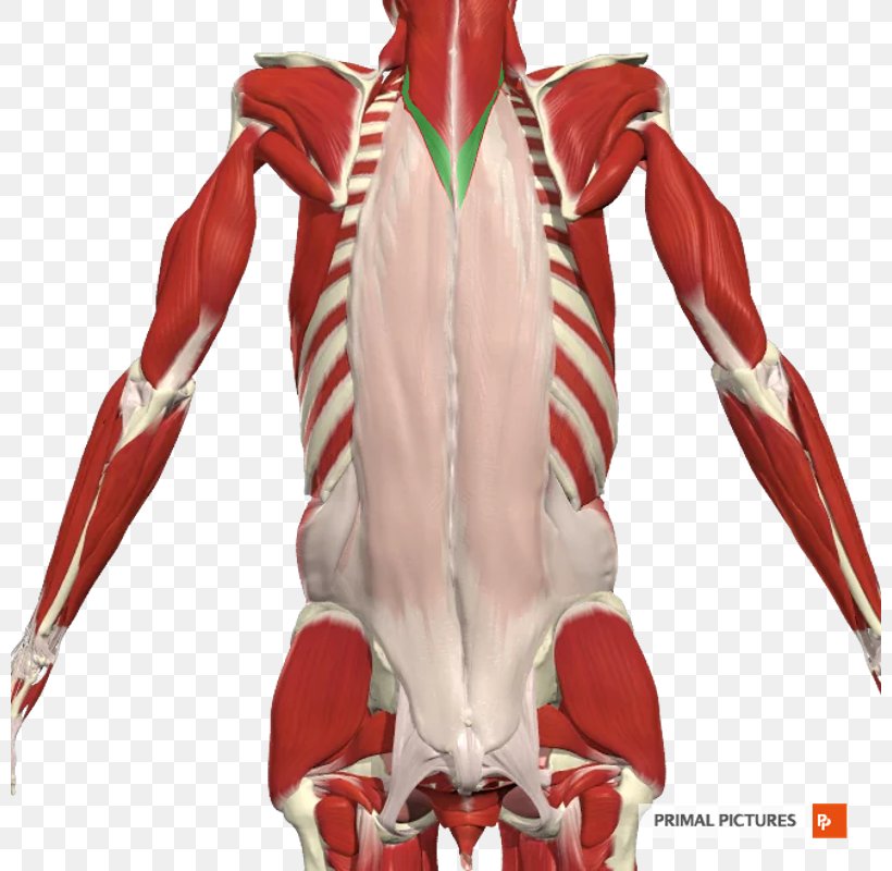 Erector Spinae Muscles Shoulder Vertebral Column Transversospinales, PNG, 800x800px, Erector Spinae Muscles, Action Figure, Costume, Fictional Character, Figurine Download Free