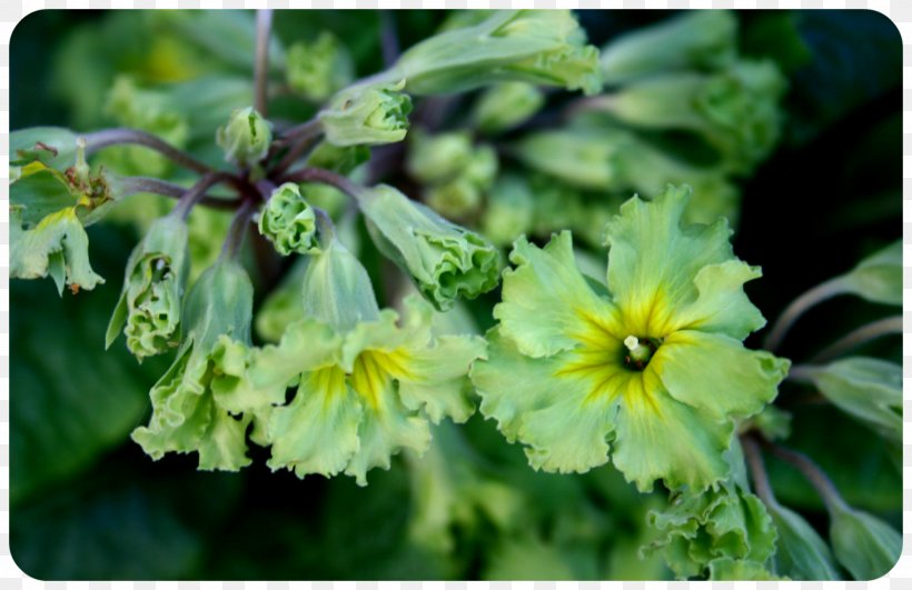Herbaceous Plant Primrose Flower, PNG, 1600x1038px, Plant, Flora, Flower, Herbaceous Plant, Primrose Download Free