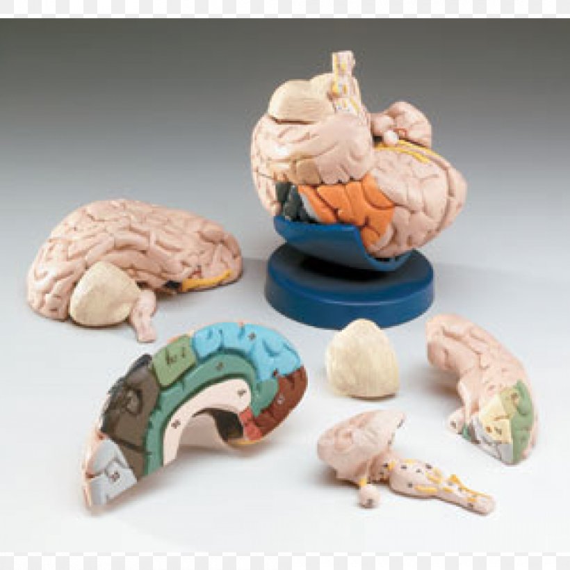 Human Brain Anatomy Nervous System Cranial Nerves, PNG, 1000x1000px, Brain, Anatomia Animal, Anatomy, Brainstem, Central Nervous System Disease Download Free
