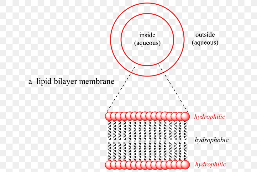 Lipid Bilayer Intermolecular Force Chemistry Molecule, PNG, 650x551px, Lipid Bilayer, Area, Bilayer, Biological Membrane, Brand Download Free
