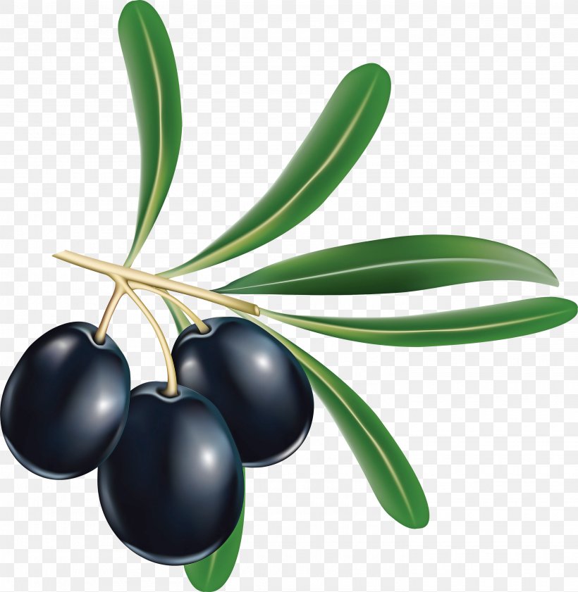 Olive Fruit Plant Leaf Tree, PNG, 2925x3000px, Olive, Berry, Flower, Flowering Plant, Food Download Free