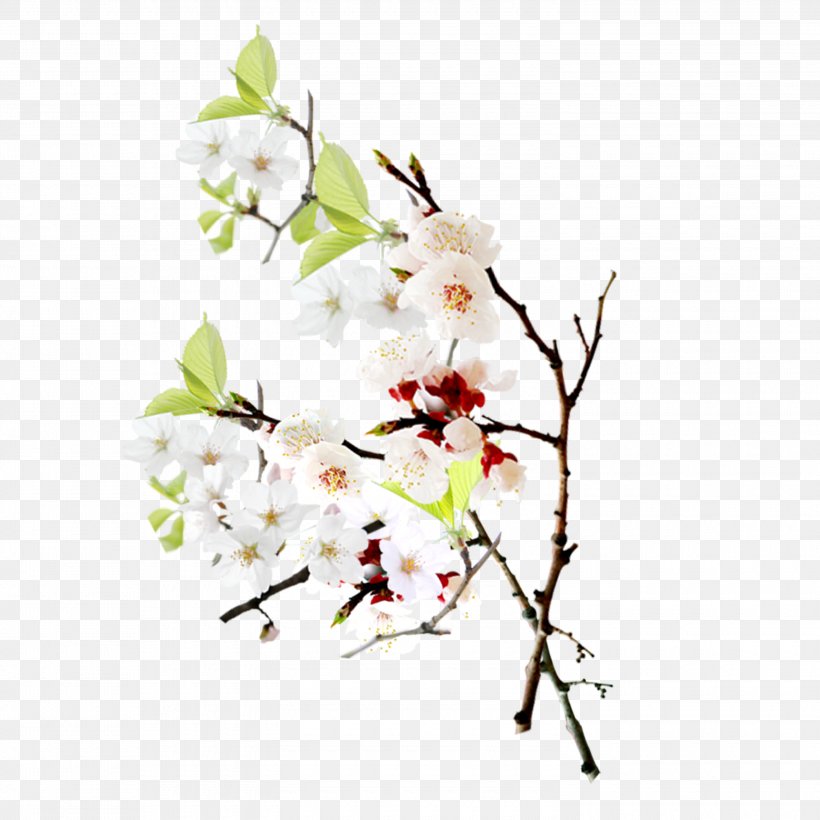 Petal Peach Computer File, PNG, 3000x3000px, Petal, Blossom, Branch, Cherry Blossom, Cut Flowers Download Free