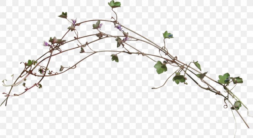 Twig Graphic Design Green, PNG, 1024x561px, Twig, Blue, Body Jewelry, Branch, Cut Flowers Download Free