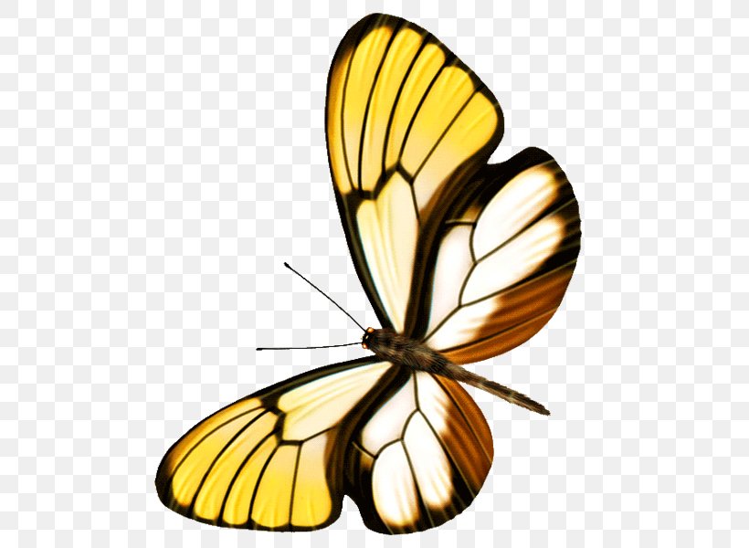 Butterfly Clip Art, PNG, 600x600px, Butterfly, Arthropod, Brush Footed Butterfly, Flower, Information Download Free
