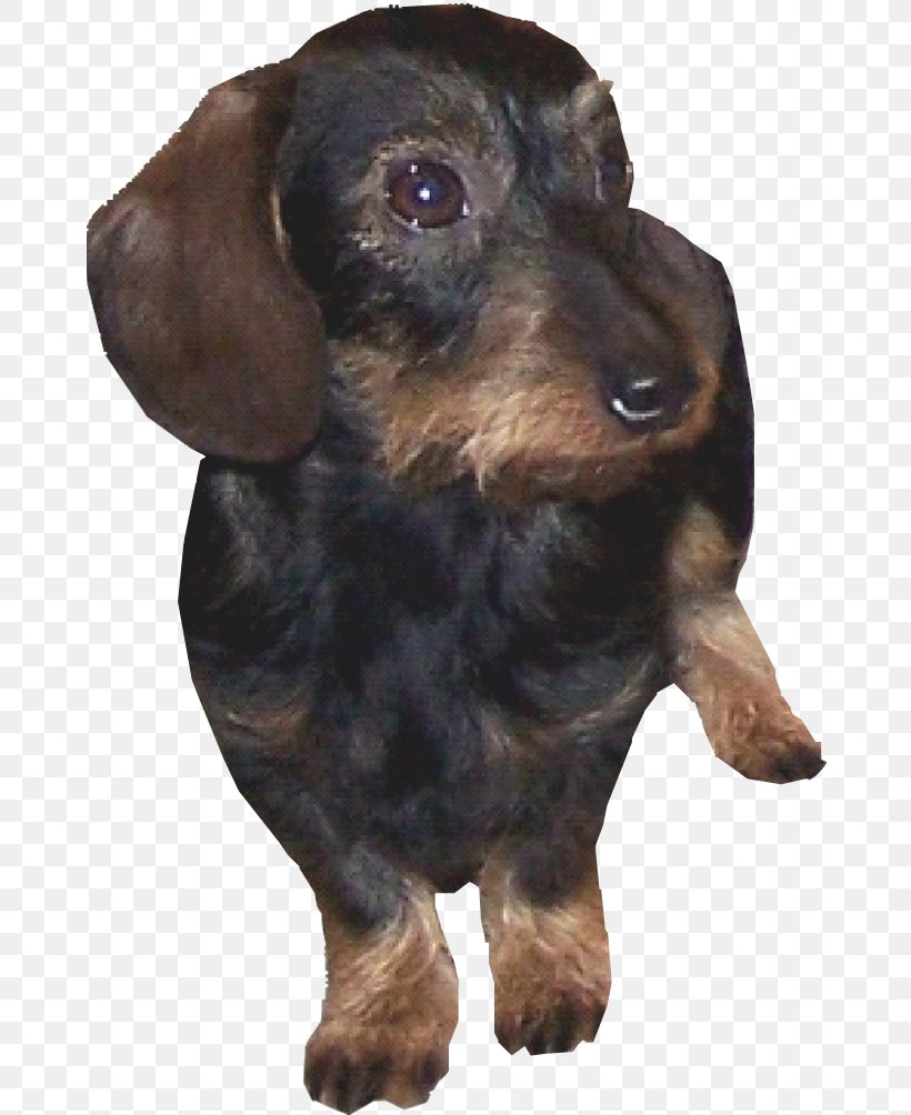 Dachshund Field Spaniel Austrian Black And Tan Hound Puppy Dog Breed, PNG, 673x1004px, Dachshund, Austrian Black And Tan Hound, Black And Tan Coonhound, Breed, Carnivoran Download Free