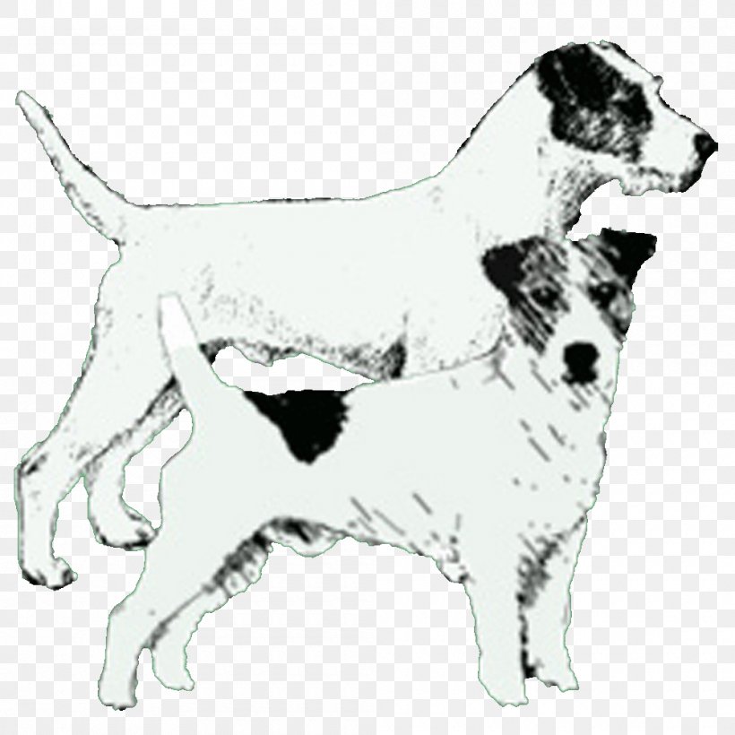 Dog Breed Jack Russell Terrier Parson Russell Terrier Companion Dog Sporting Group, PNG, 1000x1000px, Dog Breed, Black And White, Breed, Carnivoran, Companion Dog Download Free